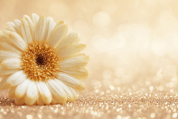 Download Flower on Glitter Background for Art - Background Collection